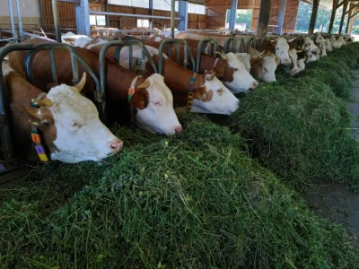 Animal Feed